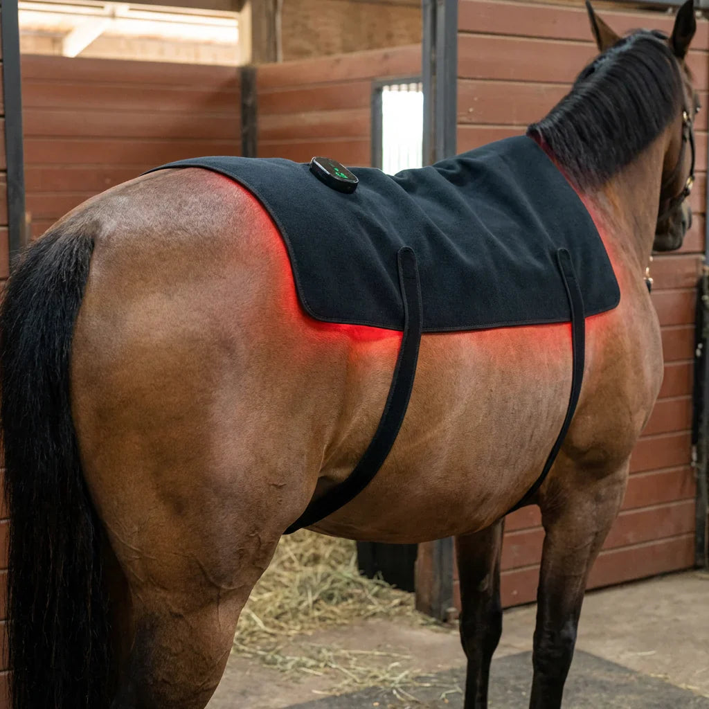 HorseHalo HaloBack Outback
